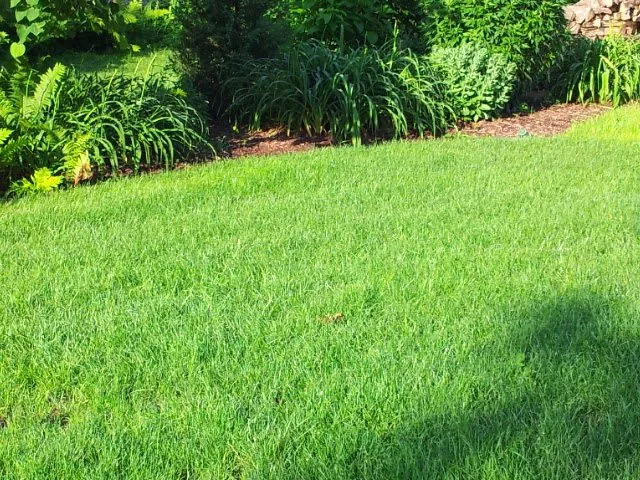 Professional yard cleanup service for year-round maintenance across Lombard, IL - Moore's Lawn Maintenance