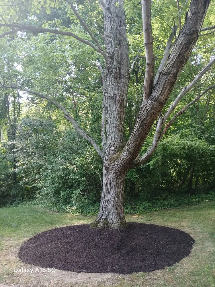 Top-rated yard cleanup service experts serving Greenwood, IN - Moore's One Call Estate Management