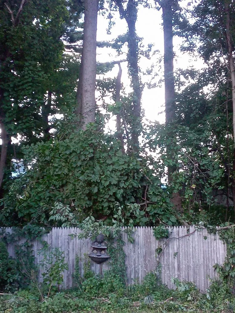 Local landscape installation near you in Clifton Park, NY by Moore's Tree Service & Company