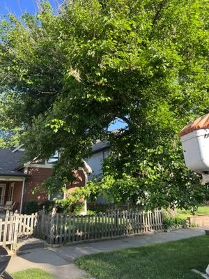 Moore's Tree Service Logo