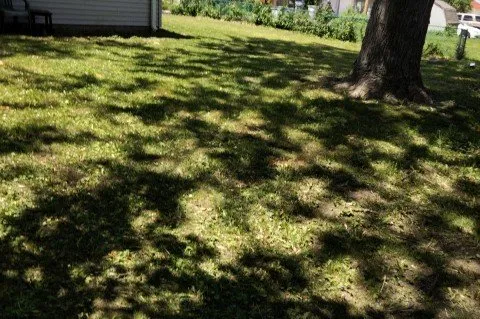 Top-rated yard cleanup service in Milwaukee, WI - Moorish Express Line Services