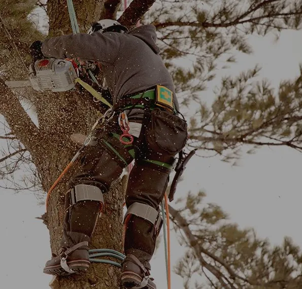 Top-rated landscape design for beautiful yards across Shreveport, LA - Moose's Tree Service