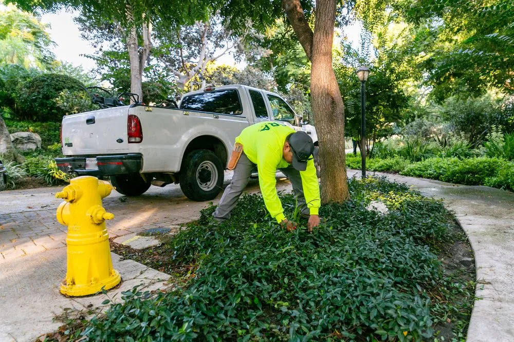 Expert landscaping services for beautiful yards in Santa Ana, CA by Mora Landscape