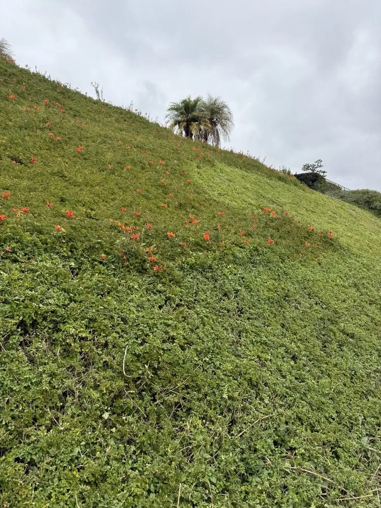 Custom lawn mowing service in Santa Ana, CA - Mora Landscape