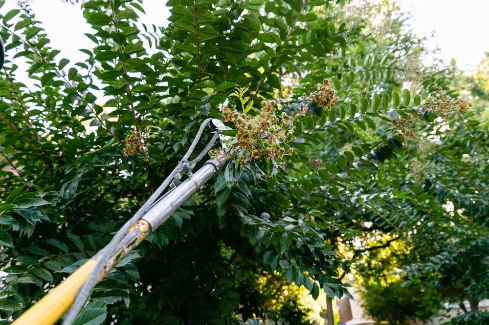 Top-rated lawn care service experts serving Santa Ana, CA - Mora Landscape