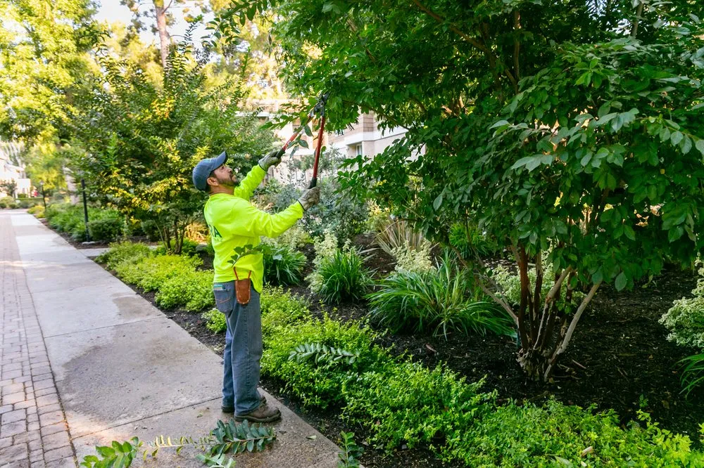 Custom landscape installation in Santa Ana, CA - Mora Landscape