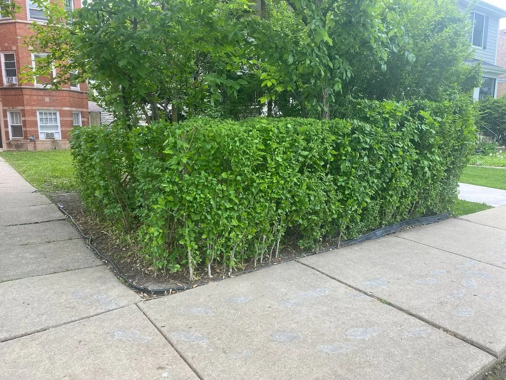 Custom landscape design for beautiful yards in Chicago, IL by Moraflor landscaping