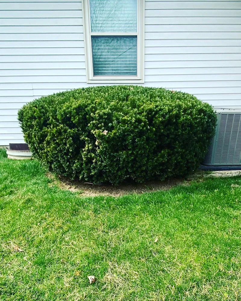 Trusted landscape installation in Indianapolis, IN - Morales Construction & More