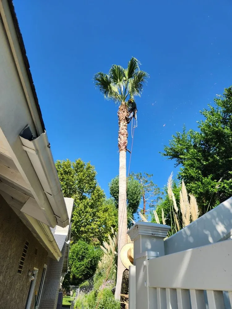 Professional yard maintenance in Santa Clarita, CA by Morales General Construction