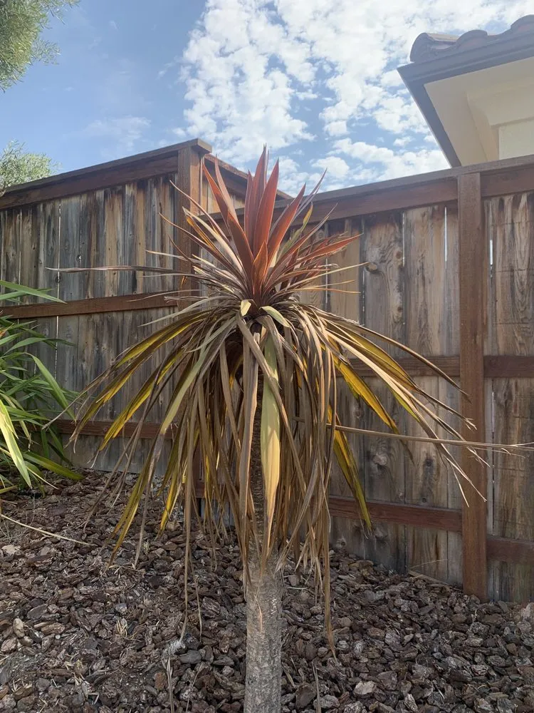 Top-rated garden landscaping in Santa Maria, CA by Morales Landscape And Maintenance