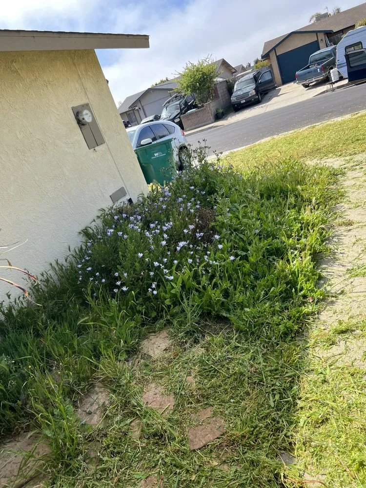 Reliable yard cleanup service in Santa Maria, CA by Morales Landscape And Maintenance