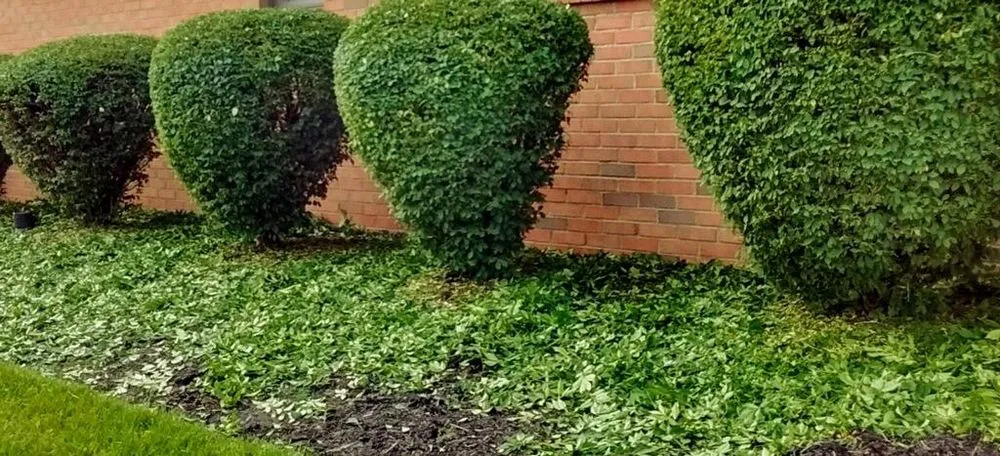 Trusted yard cleanup service for beautiful yards across Columbus, OH - Morales Landscape