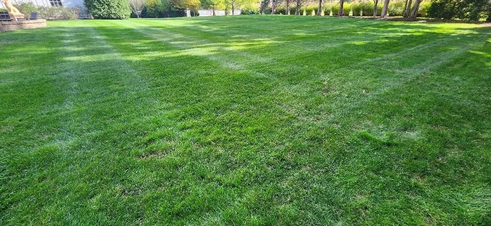 Professional yard cleanup service near you in Columbus, OH by Morales Landscape