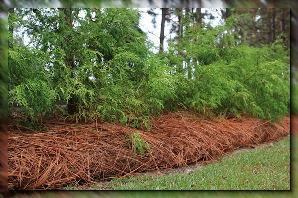 Top-rated landscape design in Snellville, GA by Morales Landscape Group & Tree Service