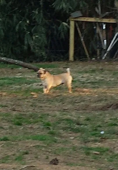 Custom yard maintenance in Snellville, GA - Morales Landscape Group & Tree Service