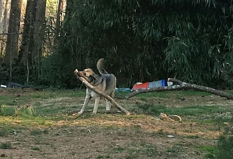 Local outdoor landscaping in Snellville, GA by Morales Landscape Group & Tree Service