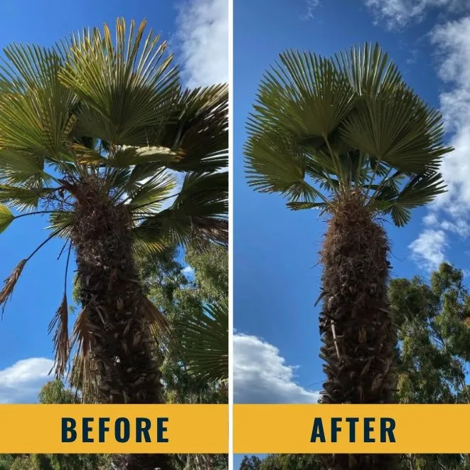 Trusted lawn care service in Santa Ana, CA - Morales Landscape Management