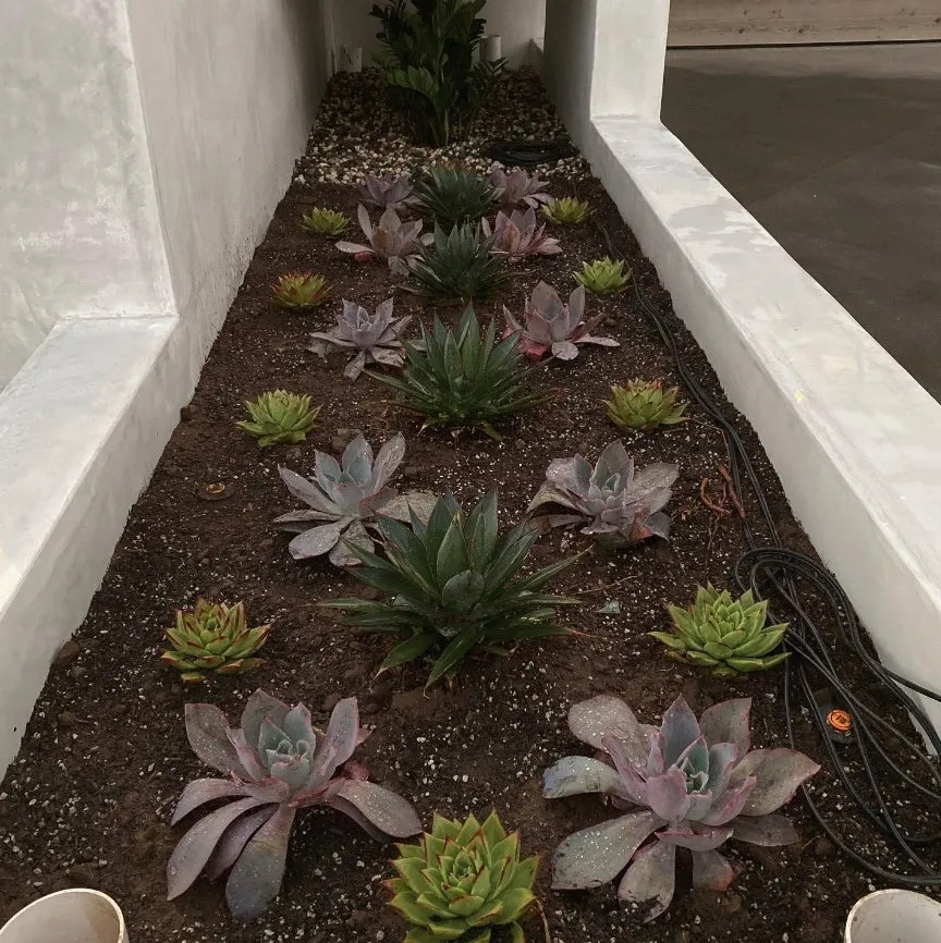 Top-rated garden landscaping for homes in Santa Ana, CA by Morales Landscape Management