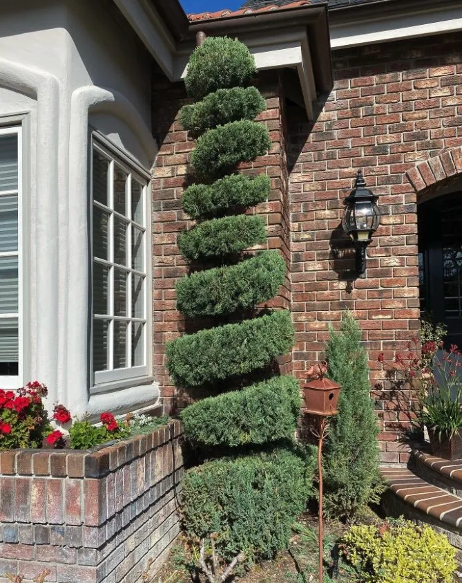 Affordable lawn care service in Santa Ana, CA by Morales Landscape Management