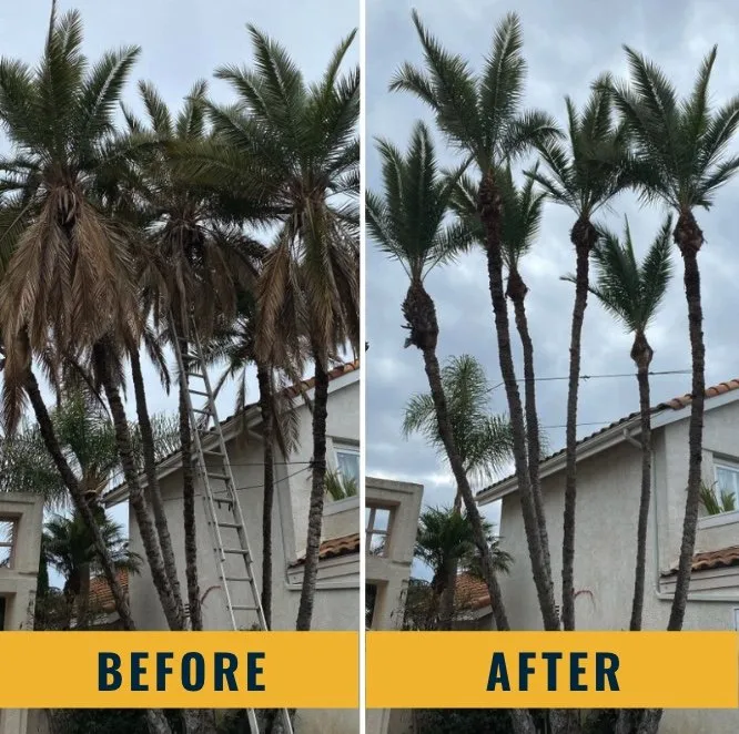 Top-rated outdoor landscaping in Santa Ana, CA - Morales Landscape Management