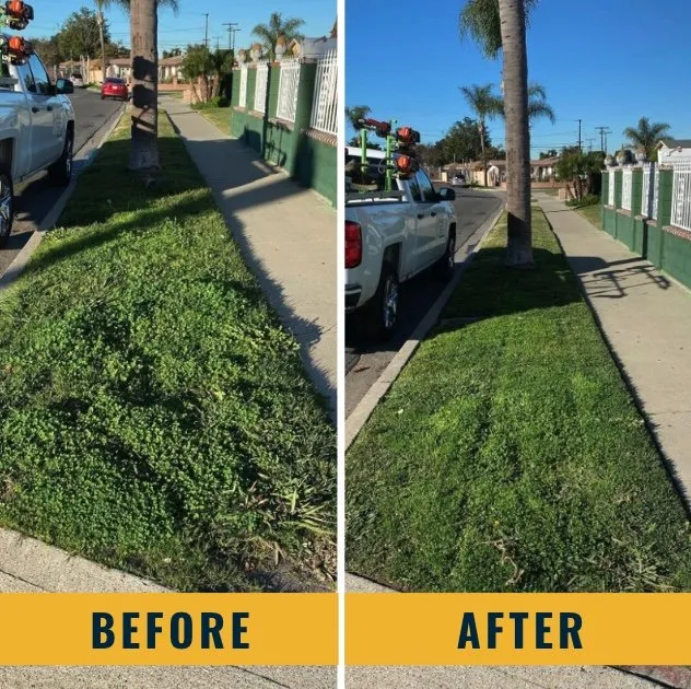 Trusted landscape design experts serving Santa Ana, CA - Morales Landscape Management