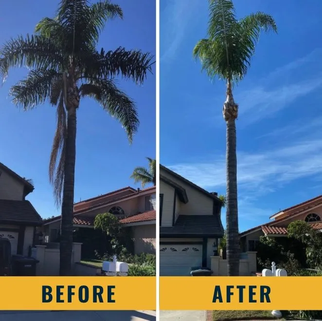 Trusted landscape installation in Santa Ana, CA by Morales Landscape Management