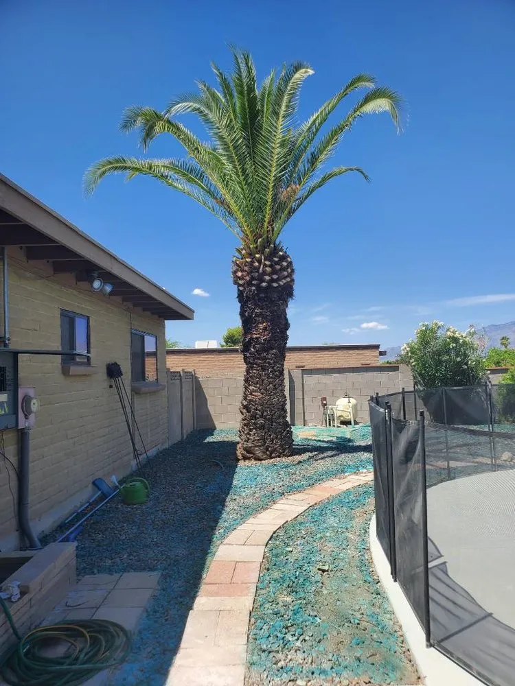 Professional yard maintenance for beautiful yards in Tucson, AZ by Morales Landscapers