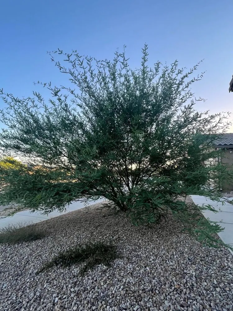 Top-rated outdoor landscaping in Tucson, AZ by Morales Landscapers