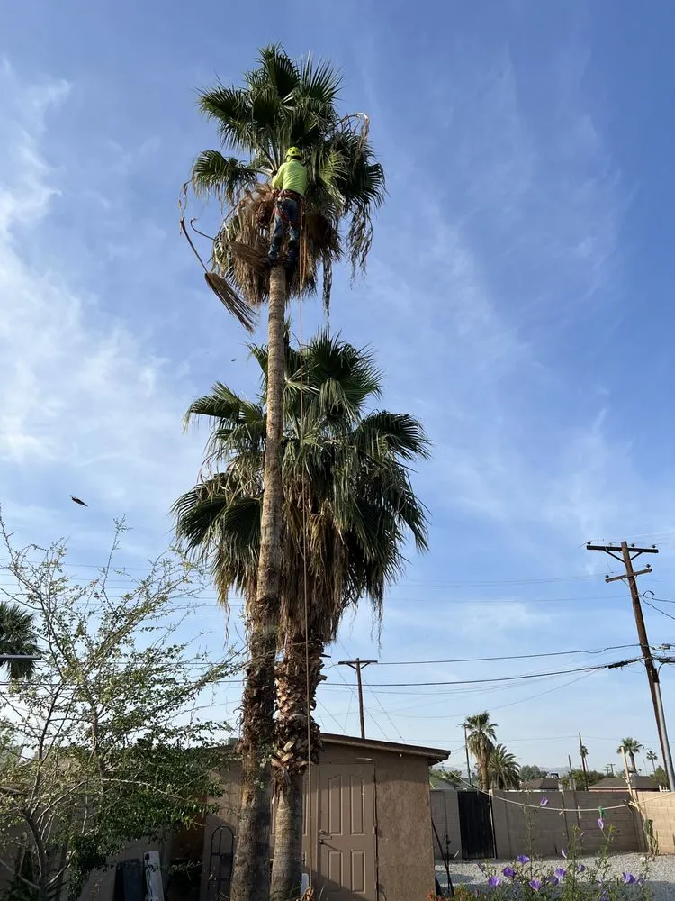 Reliable landscape installation experts serving Phoenix, AZ - Morales Landscapes