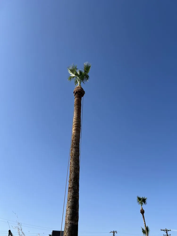 Affordable outdoor landscaping in Phoenix, AZ - Morales Landscapes