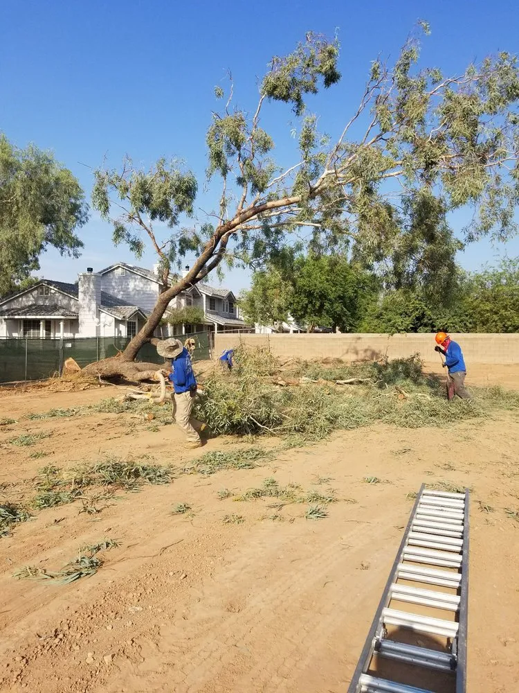 Affordable landscaping services near you in Phoenix, AZ by Morales Landscaping