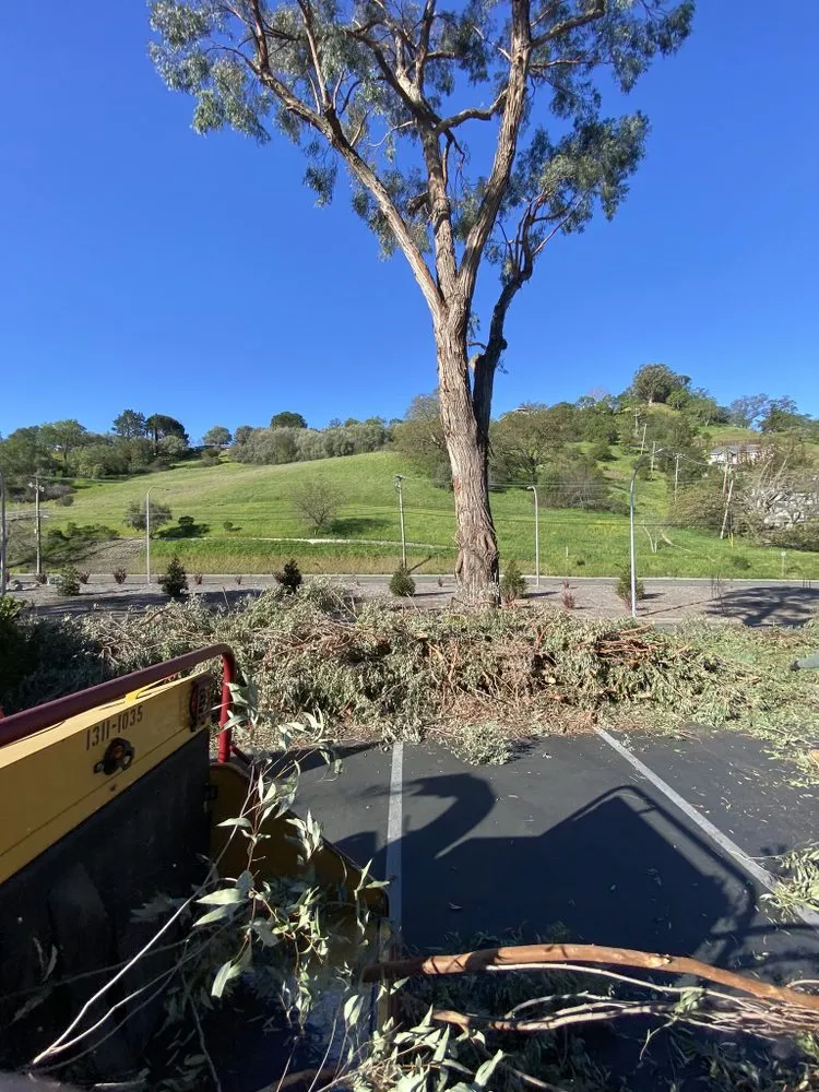 Top-rated garden landscaping near you in Martinez, CA by Morales landscaping premier