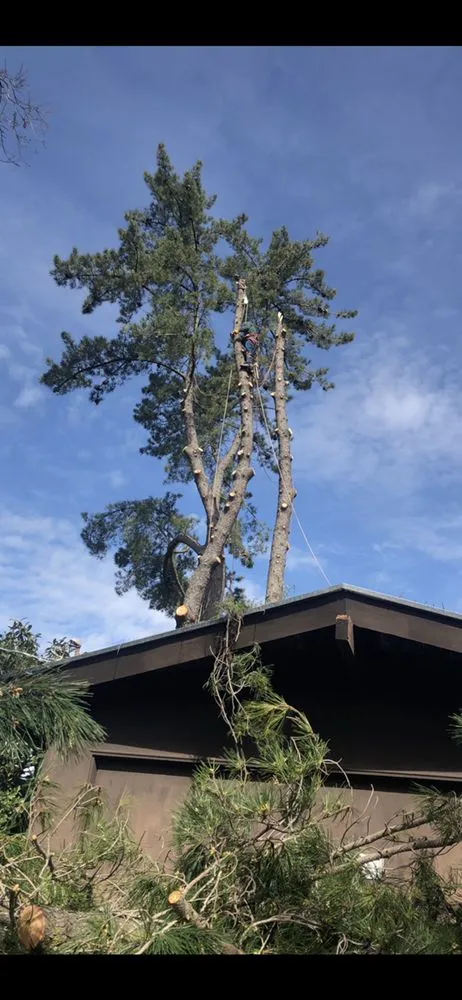 Top-rated yard maintenance experts serving Martinez, CA - Morales landscaping premier