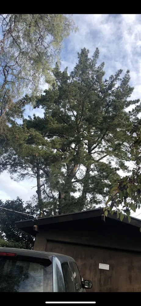 Local landscape installation in Martinez, CA by Morales landscaping premier