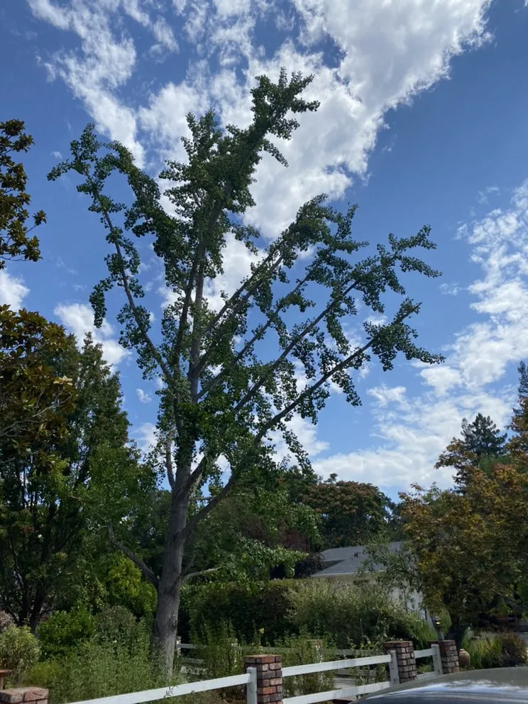 Top-rated yard maintenance for beautiful yards across Martinez, CA - Morales landscaping premier