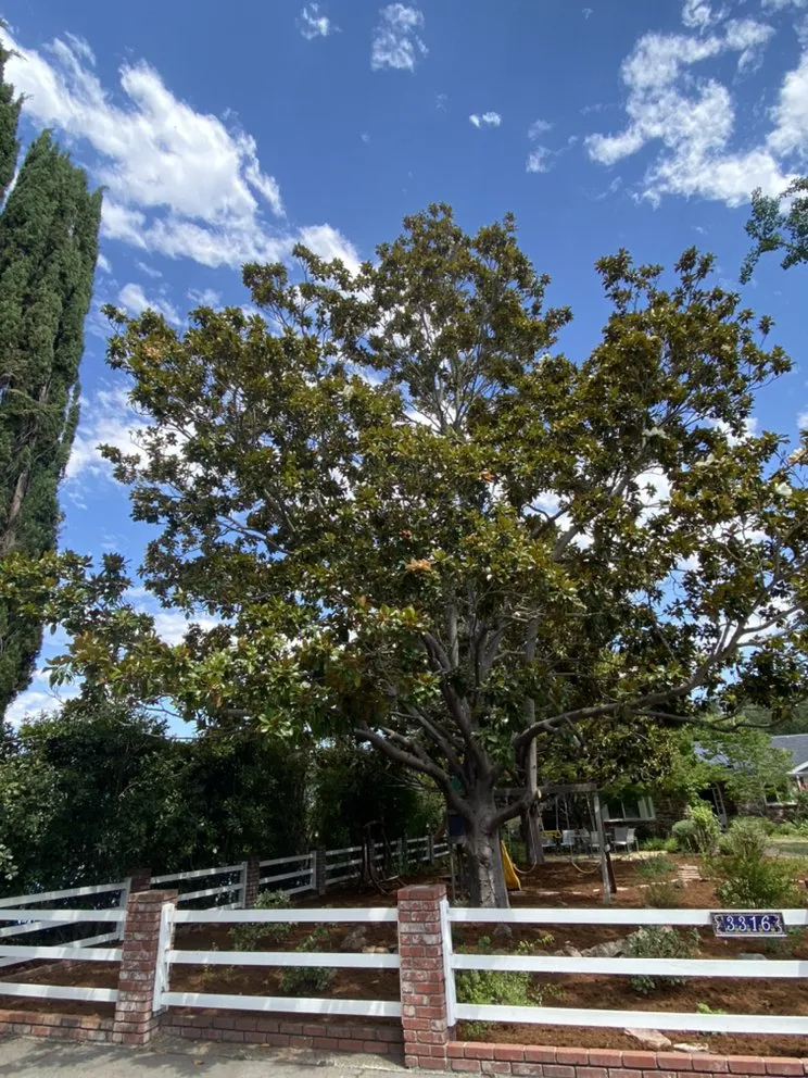 Custom landscaping services for residential properties in Martinez, CA by Morales landscaping premier