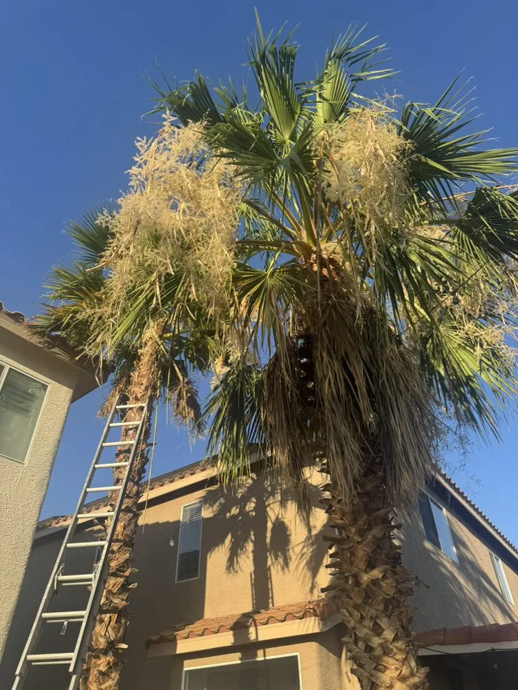 Professional lawn mowing service in Henderson, NV by Morales Landscaping Services