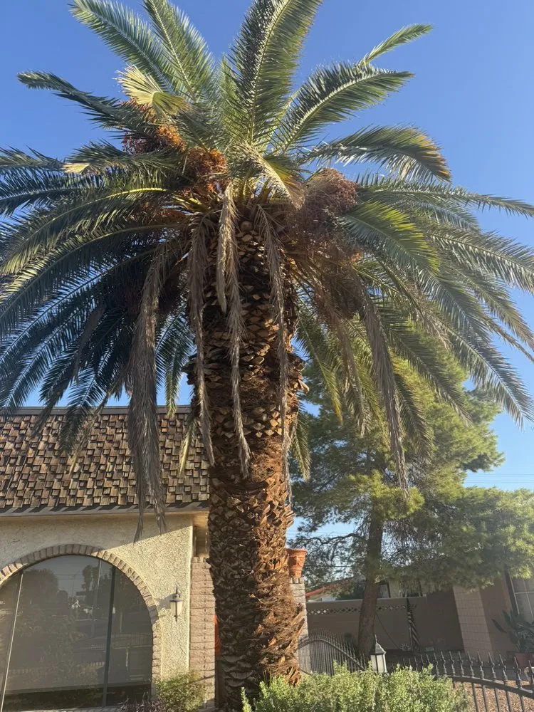 Reliable yard maintenance in Henderson, NV - Morales Landscaping Services