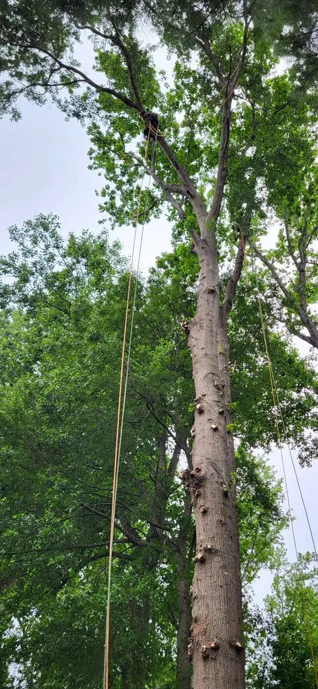 Custom yard maintenance in Greenville, SC - Morales Services