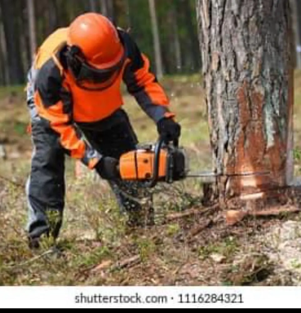 Top-rated lawn care service in La Plata, MD - Morales Tree Cutt