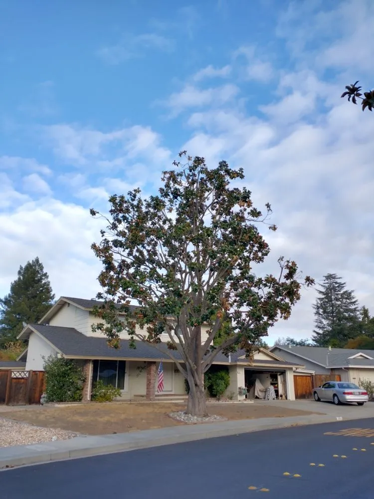 Trusted yard maintenance in Concord, CA - Morales Tree Service & Landscaping
