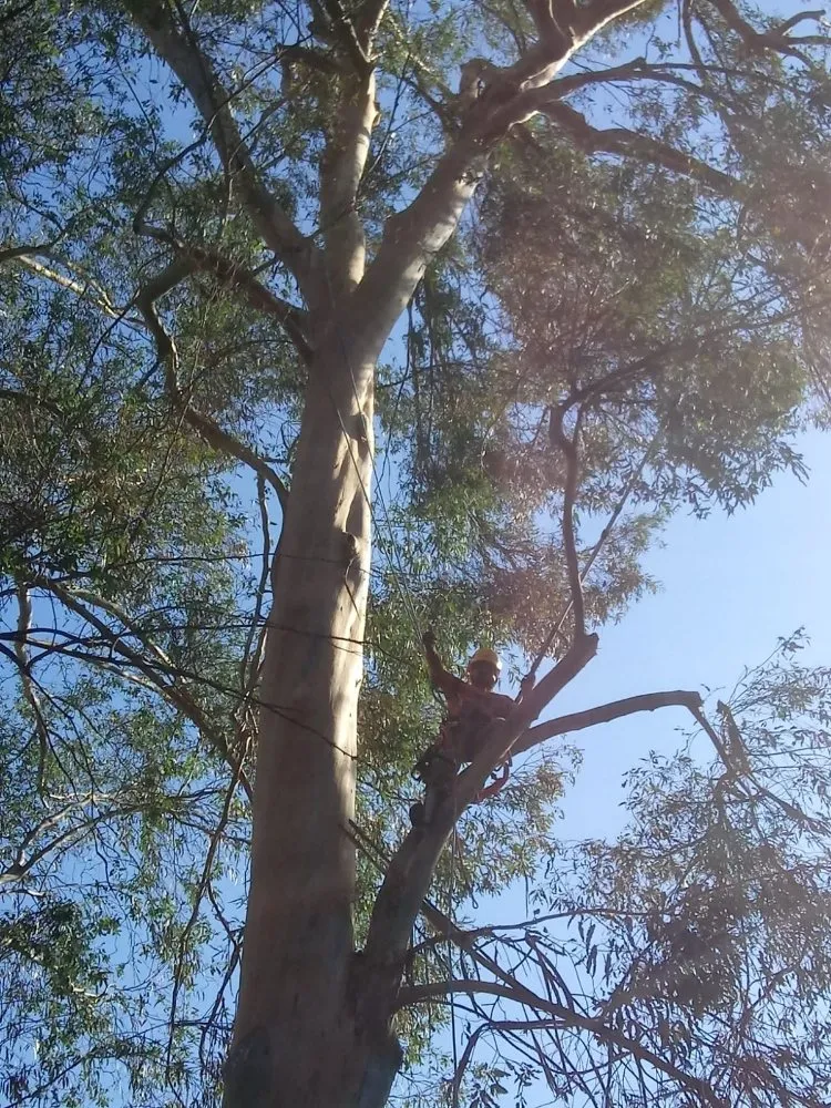 Custom garden landscaping in Concord, CA by Morales Tree Service & Landscaping