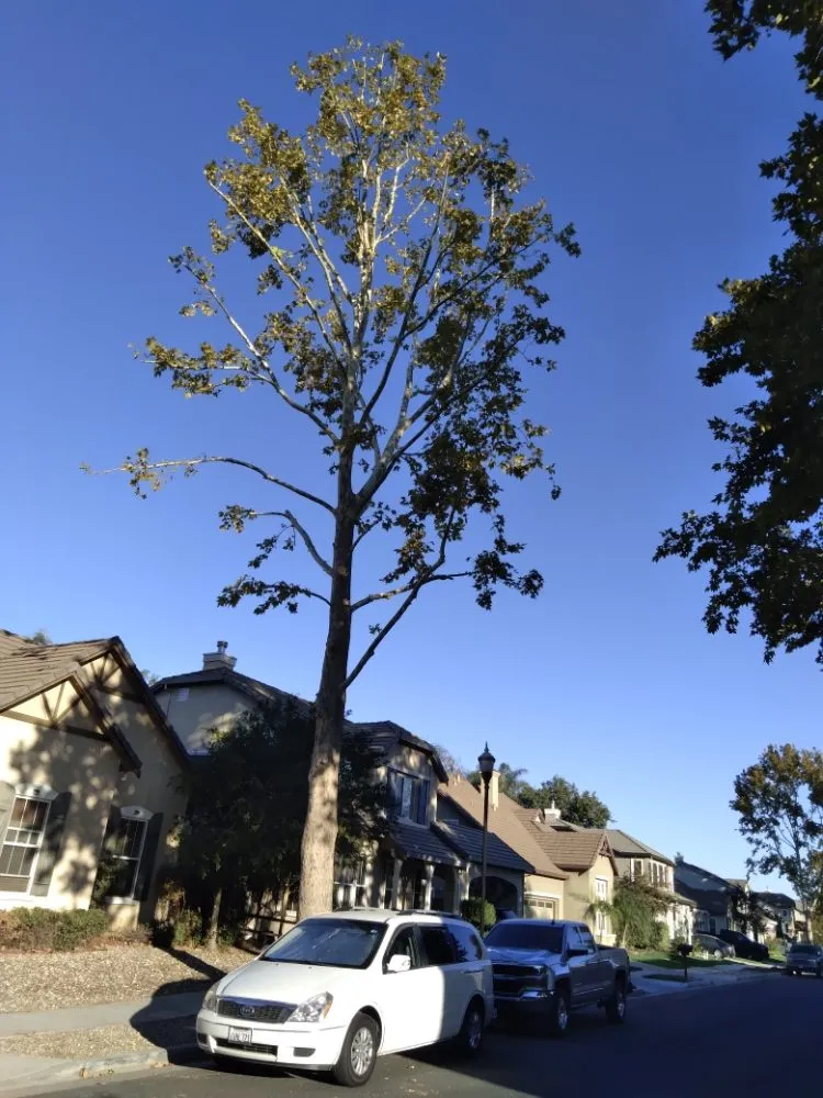 Custom residential landscaping in Concord, CA - Morales Tree Service & Landscaping