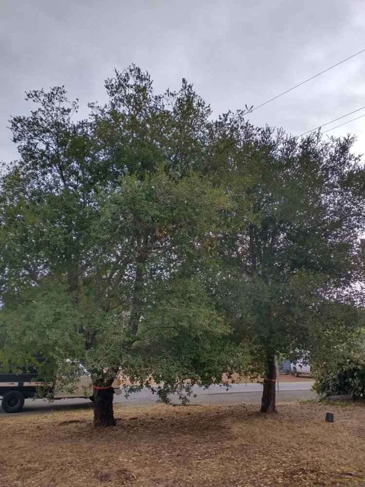 Reliable lawn care service in Concord, CA by Morales Tree Service & Landscaping