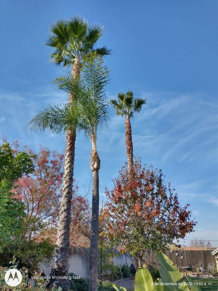 Affordable lawn care service experts serving Concord, CA - Morales Tree Service & Landscaping