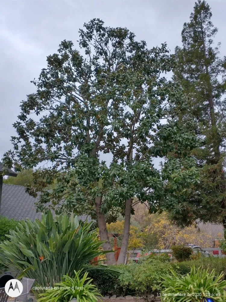 Reliable yard maintenance in Concord, CA by Morales Tree Service & Landscaping