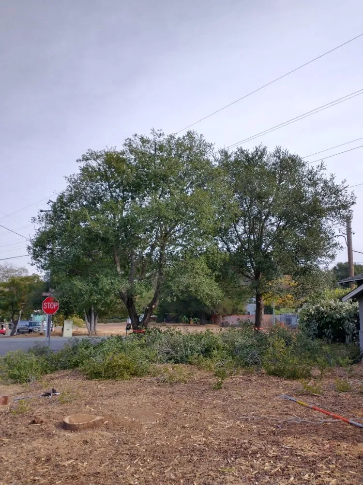 Affordable lawn care service with custom design in Concord, CA by Morales Tree Service & Landscaping