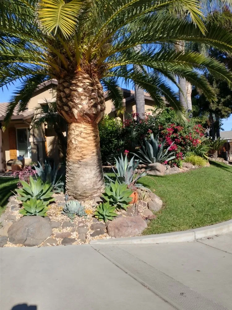 Trusted yard maintenance for year-round maintenance across Concord, CA - Morales Tree Service & Landscaping