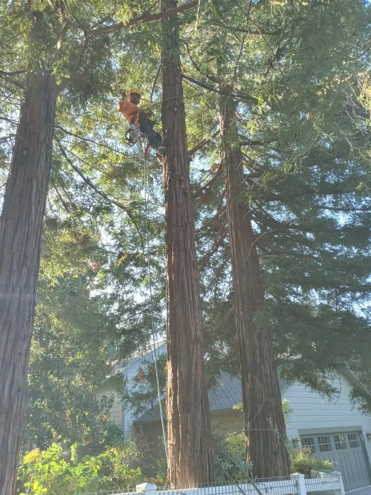 Custom landscape installation experts serving Concord, CA - Morales Tree Service & Landscaping