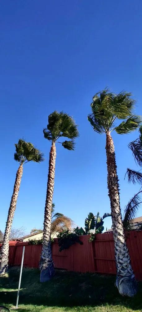 Professional garden landscaping experts serving Concord, CA - Morales Tree Service & Landscaping